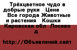 Трёхцветное чудо в добрые руки › Цена ­ 100 - Все города Животные и растения » Кошки   . Кировская обл.,Лосево д.